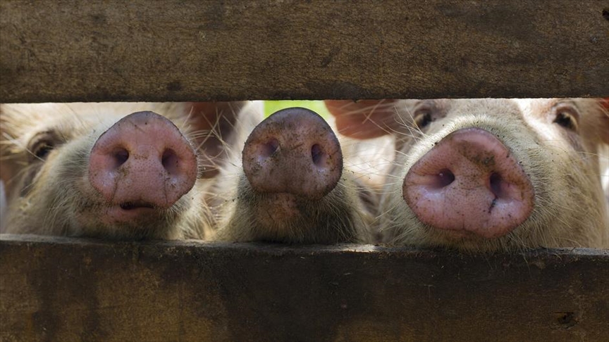 China reduce los aranceles antidumping sobre las importaciones de carne de cerdo y subproductos porcinos de la UE