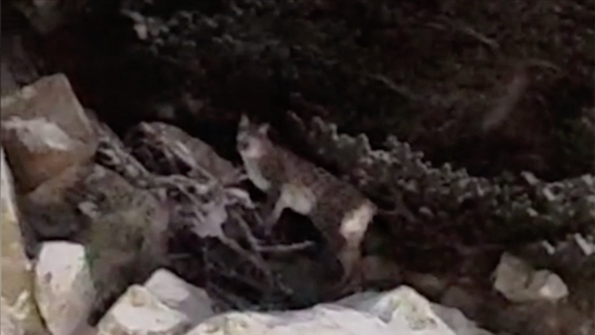 Çankırı'da yiyecek arayan vaşak cep telefonu kamerasıyla kaydedildi