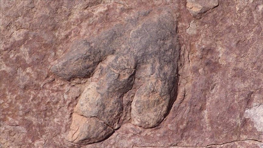 Thousands of 210-million-year-old dinosaur tracks found in Italy