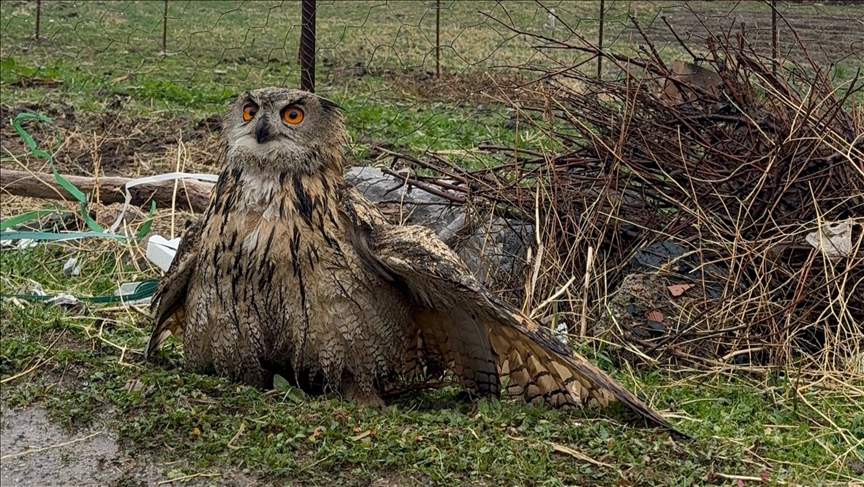 Li Şirnexê kundê baskşikestî tê dermankirin