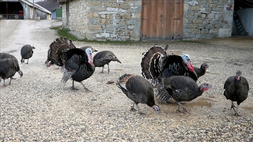Doğal ortamda beslenen Eflani ve Kandıra hindileri yılbaşı için satışa hazır