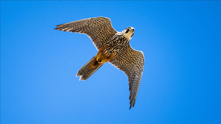 Ovit Dağı doğal yaşamıyla öne çıkıyor