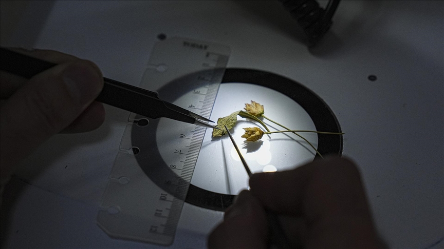 Emekli fen bilgisi öğretmeninin dikkati yeni bitki türünün keşfini sağladı