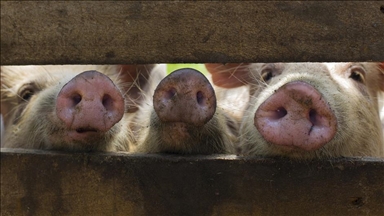 China reduce los aranceles antidumping sobre las importaciones de carne de cerdo y subproductos porcinos de la UE