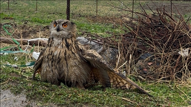 Li Şirnexê kundê baskşikestî tê dermankirin