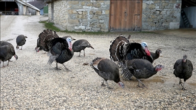Doğal ortamda beslenen Eflani ve Kandıra hindileri yılbaşı için satışa hazır