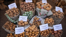 یەکەمین فێستیڤاڵی پەتاتە لە دهۆک بەڕێوەچوو