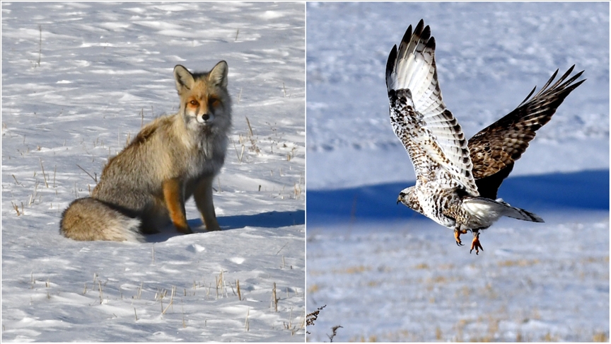 Karlı doğada kızıl tilki ile nadir görülen paçalı şahin görüntülendi