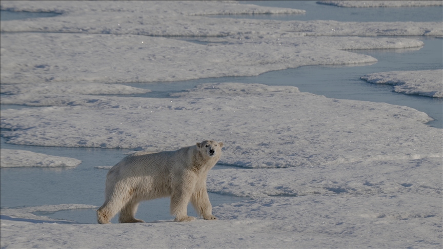 Arktik zabilježio najtopliju godinu u 125 godina, morski led dostigao najnižu razinu u 47 godina