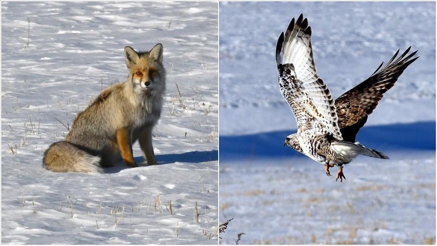 Li çol û besta ku berf lê heye, dîmenên roviyê sor û teyrê baz hat kişandin