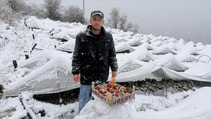 Samsun'da kar altında çilek hasadı yapıldı