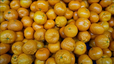 Türkiye'nin mandalina ihracatı rekora ulaştı