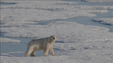 Arktik zabilježio najtopliju godinu u 125 godina, morski led dostigao najnižu razinu u 47 godina