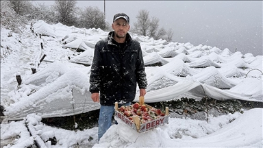 Samsun'da kar altında çilek hasadı yapıldı