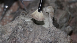 Wajah Homo erectus berusia 1,5 juta tahun, ungkap wawasan baru keanekaragaman manusia purba