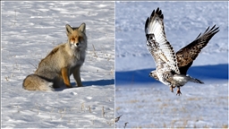 Karlı doğada kızıl tilki ile nadir görülen paçalı şahin görüntülendi