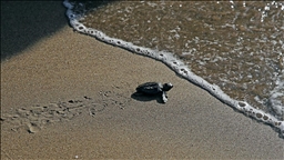 Türkiye'de bu yıl 106 bin 348 yavru kaplumbağa denize kavuştu