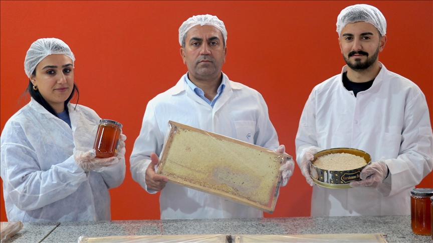 Hilberînerê hingiv ê Wanî, 16,5 ton hingiv şand Dubaiyê