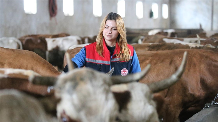 Kars'ta septisemi aşısıyla buzağı kayıplarının önüne geçilmesi hedefleniyor