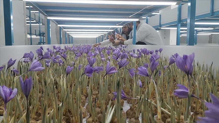 Mali müşavir kurduğu tesiste topraksız safran üretimi yapıyor