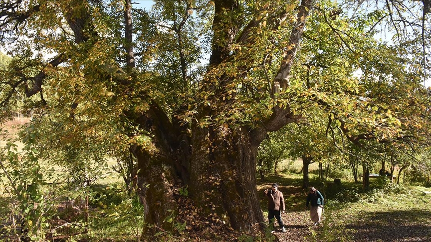 Türkiye'de doğal miras kabul edilen 10 bin 503 anıt ağaç koruma altında