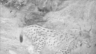 Antalya'da vaşak yavruları fotokapanla görüntülendi