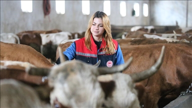 Kars'ta septisemi aşısıyla buzağı kayıplarının önüne geçilmesi hedefleniyor