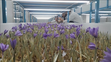 Mali müşavir kurduğu tesiste topraksız safran üretimi yapıyor