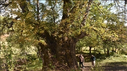 Türkiye'de doğal miras kabul edilen 10 bin 503 anıt ağaç koruma altında
