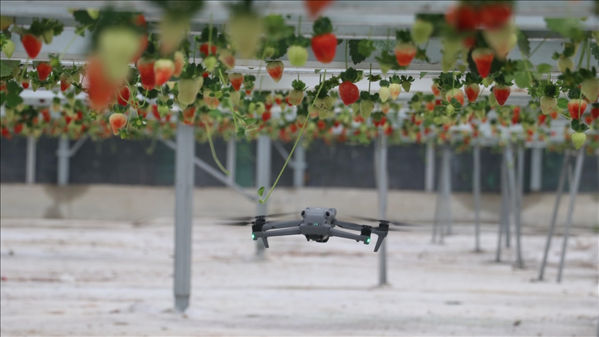 Yapay zeka destekli topraksız serada üretilen çilek 7 ülkeye ihraç edildi