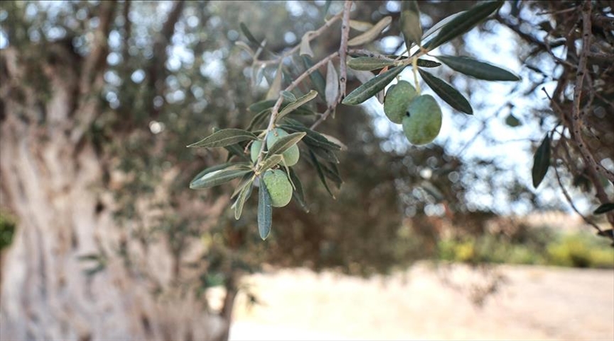 Türkiye places over 10,500 monumental trees, 319 caves under protection