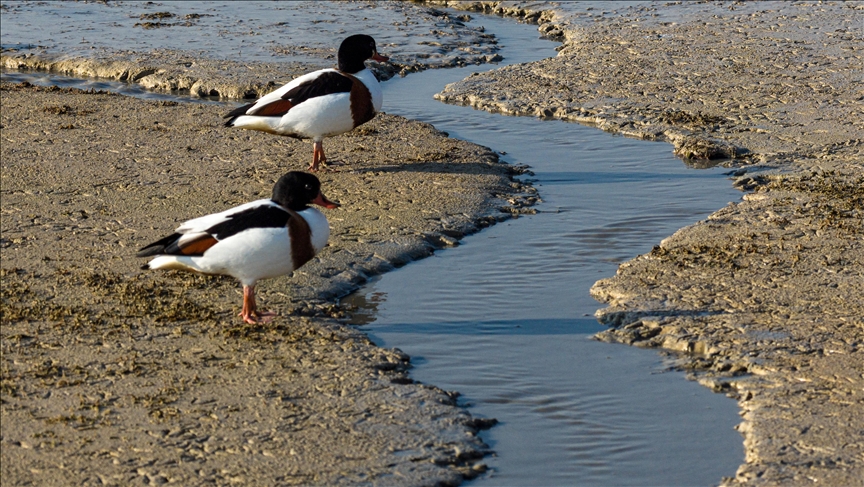 Belgium Braces for Driest Year in Half a Century