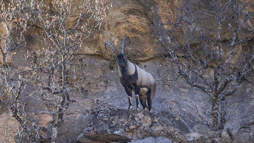 Tunceli'de yaban keçileri Munzur Vadisi'ne indi