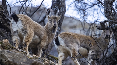 Li Tunceliyê pezkovî daketin Geliyê Munzurê