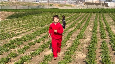Gazze'de Sarı Hat yakınındaki Filistinli çiftçiler, saldırı tehlikesine rağmen tarım yapıyor