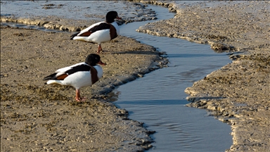 Belgium faces driest year in nearly 50 years