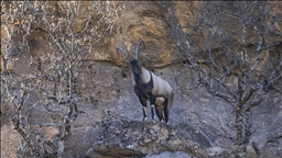 Tunceli'de yaban keçileri Munzur Vadisi'ne indi