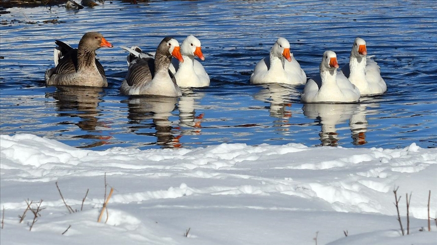 Kars'ta kazlar buz tutmayan derelerde yüzdü