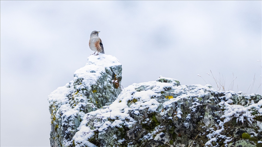 جبل أوفيت.. محمية مفتوحة للحيوانات البرية شمالي تركيا