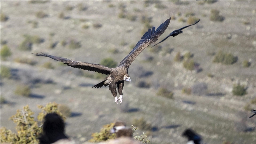 Akbabaların izi Bolu'daki istasyonda sürülüyor