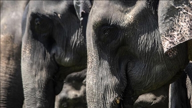 Sedam slonova poginulo u željezničkoj nesreći u Indiji
