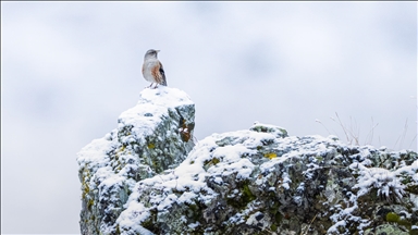 جبل أوفيت.. محمية مفتوحة للحيوانات البرية شمالي تركيا