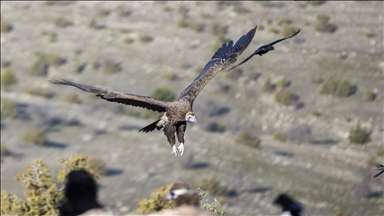 Akbabaların izi Bolu'daki istasyonda sürülüyor