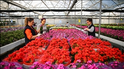 Yılbaşı öncesinde çiçekçilerde hareketlilik yaşanıyor 