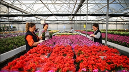 Yılbaşı öncesinde çiçekçilerde hareketlilik yaşanıyor 