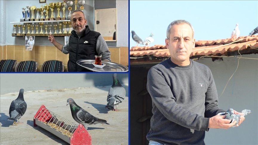 "Kuşçu çaycı"nın posta güvercinleri 5 yılda 25 kupa kazandırdı