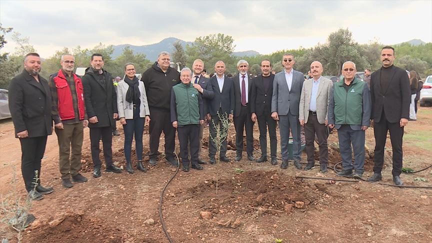 غرس 100 ألف شتلة زيتون في قبرص التركية بذكرى "عيد الميلاد الدامي"
