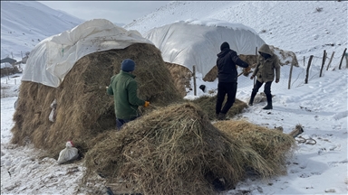 Hakkari'de besiciler hayvanları için kar ve soğukla mücadele ediyor