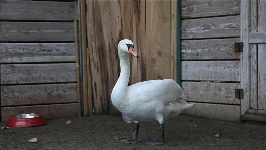 Göç yolunda bitkin düşen kuğu Kızılırmak Deltası'nda tedavi altına alındı