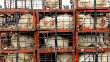 UK government plans to end use of hen cages under animal welfare reforms